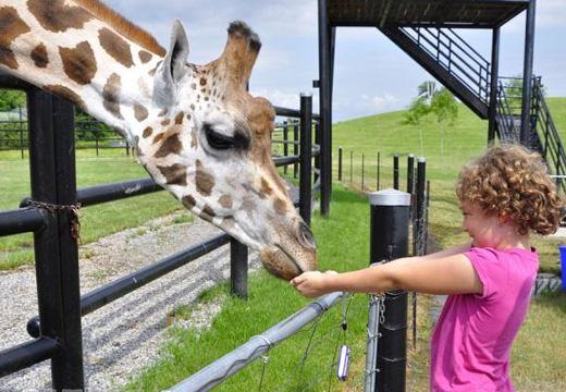 Child feeding a Giraffe