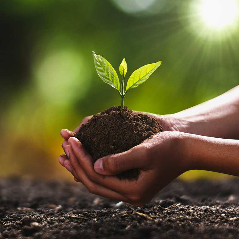 CAA Corporate Giving: Hands holding growing tree.