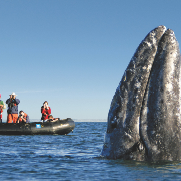 Group of photographers whale watching